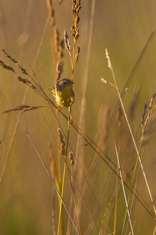 Common Yellowthroat